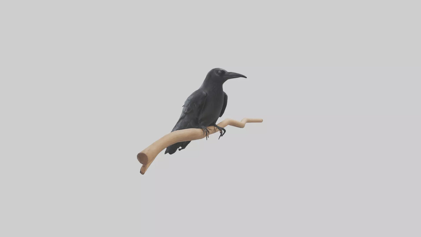 Crow perched model VR / AR / low-poly