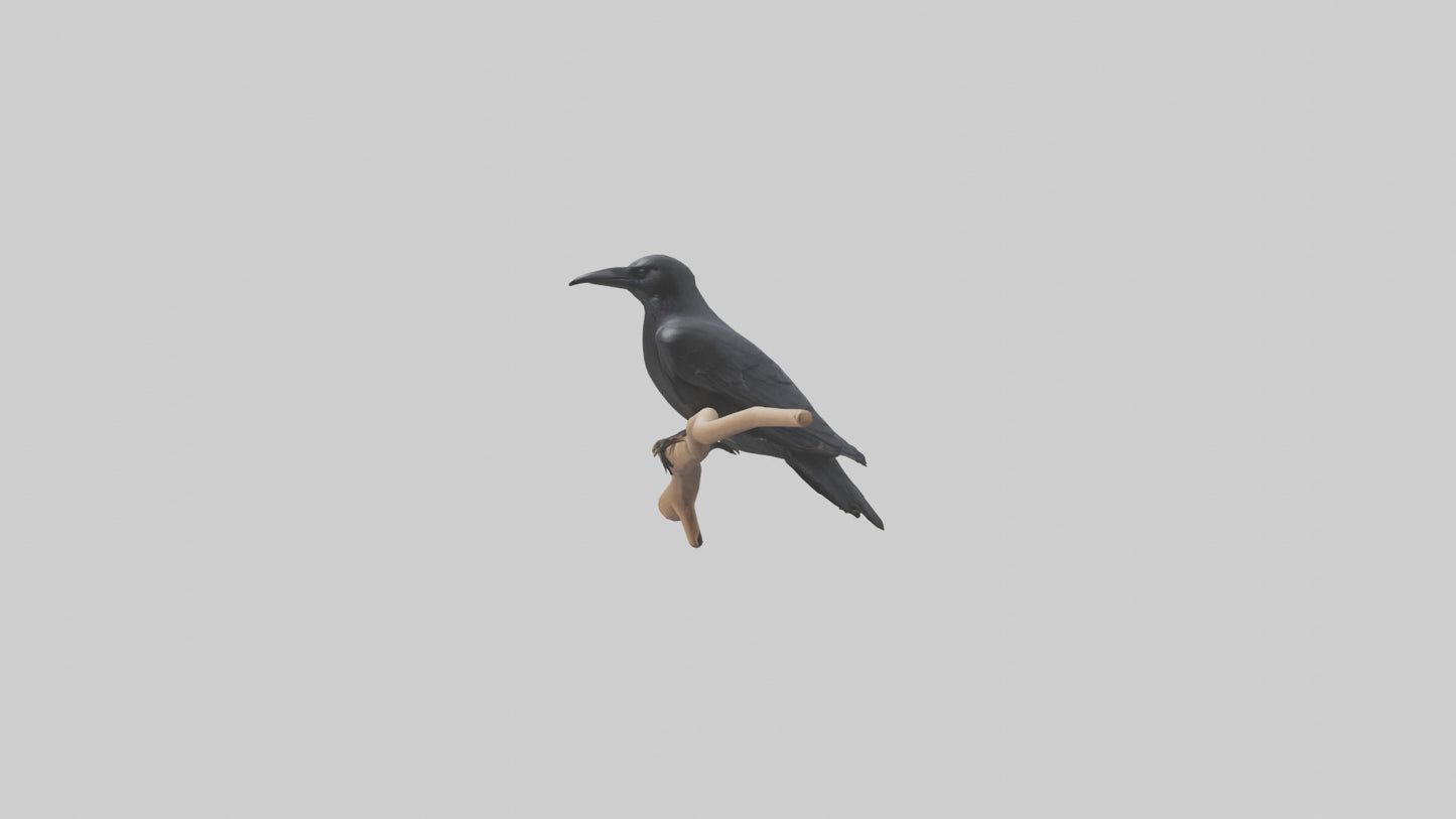 Crow perched model VR / AR / low-poly