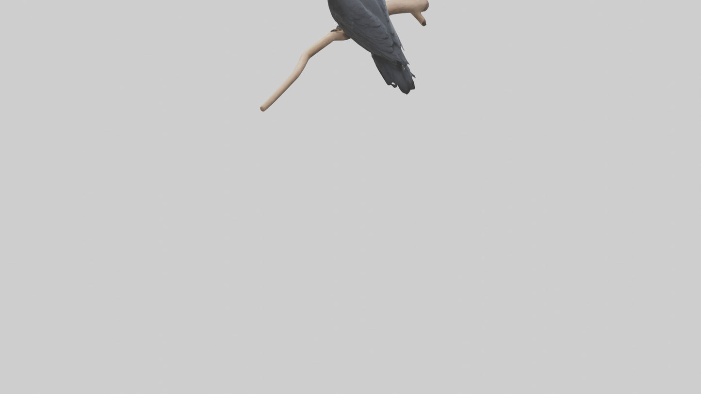 Crow perched model VR / AR / low-poly