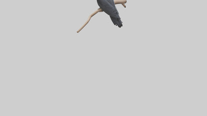 Crow perched model VR / AR / low-poly