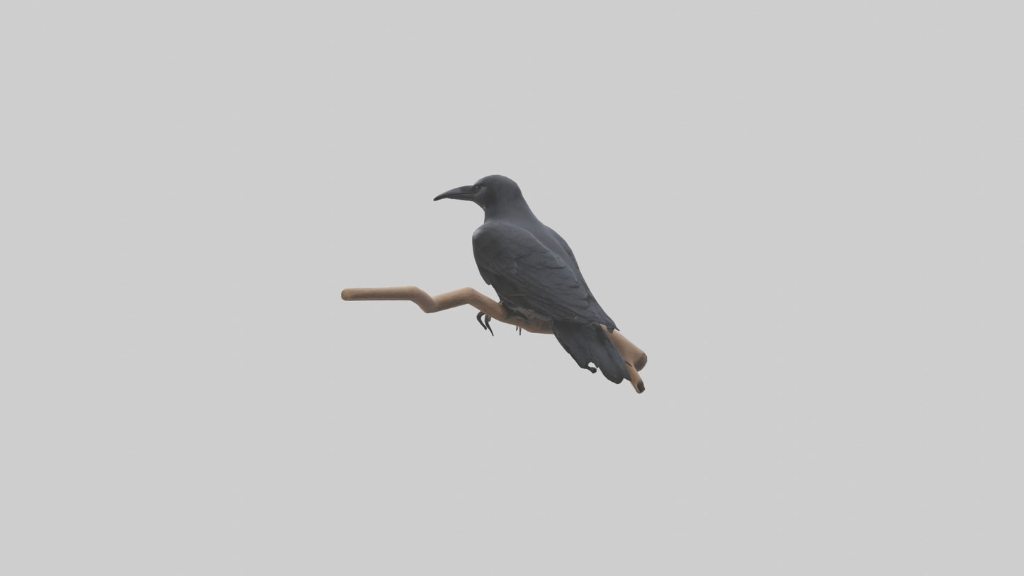 Crow perched model VR / AR / low-poly