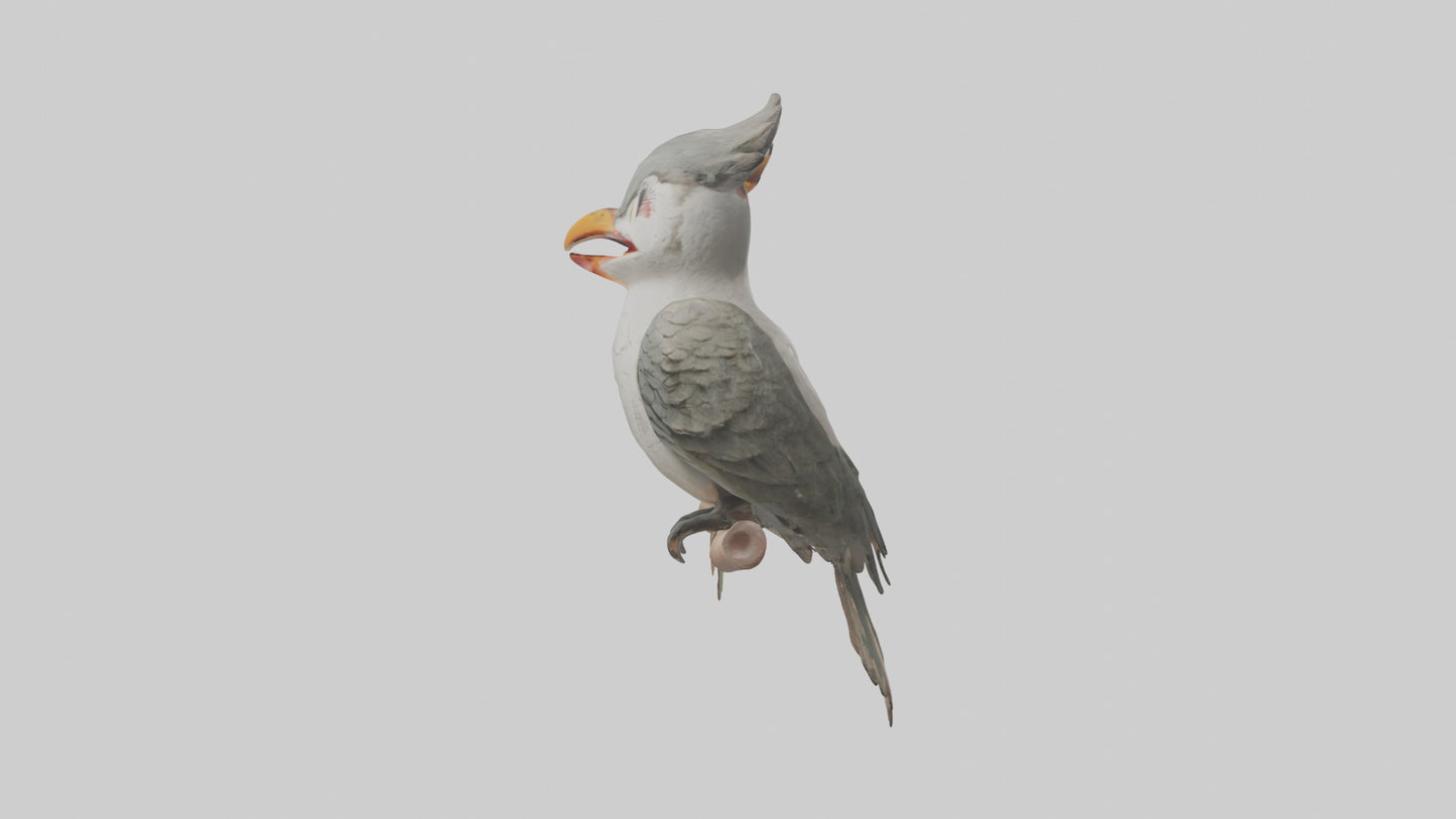 Cuckoo Bird singing model VR / AR / low-poly