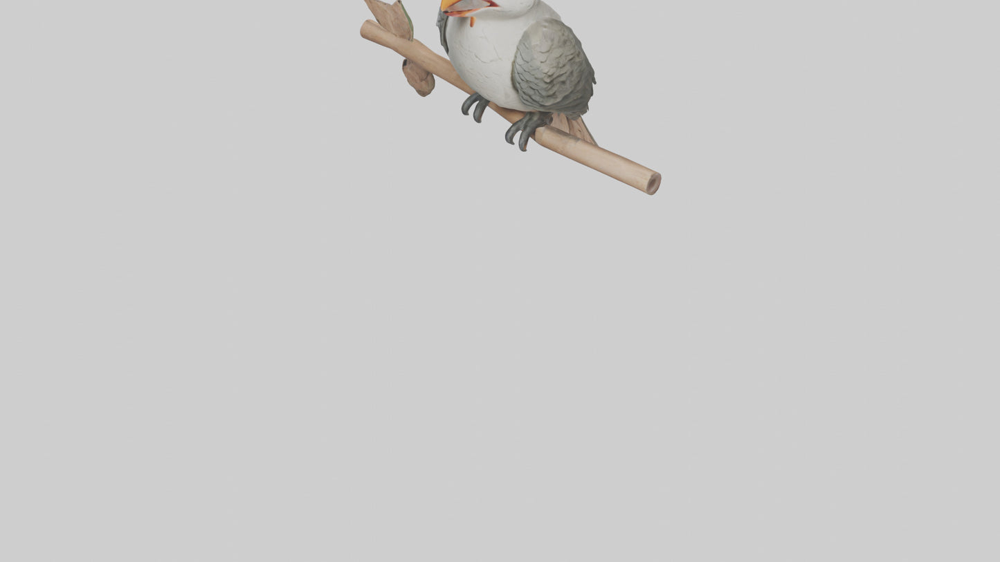 Cuckoo Bird singing model VR / AR / low-poly