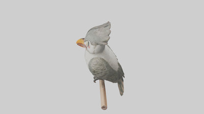 Cuckoo Bird singing model VR / AR / low-poly