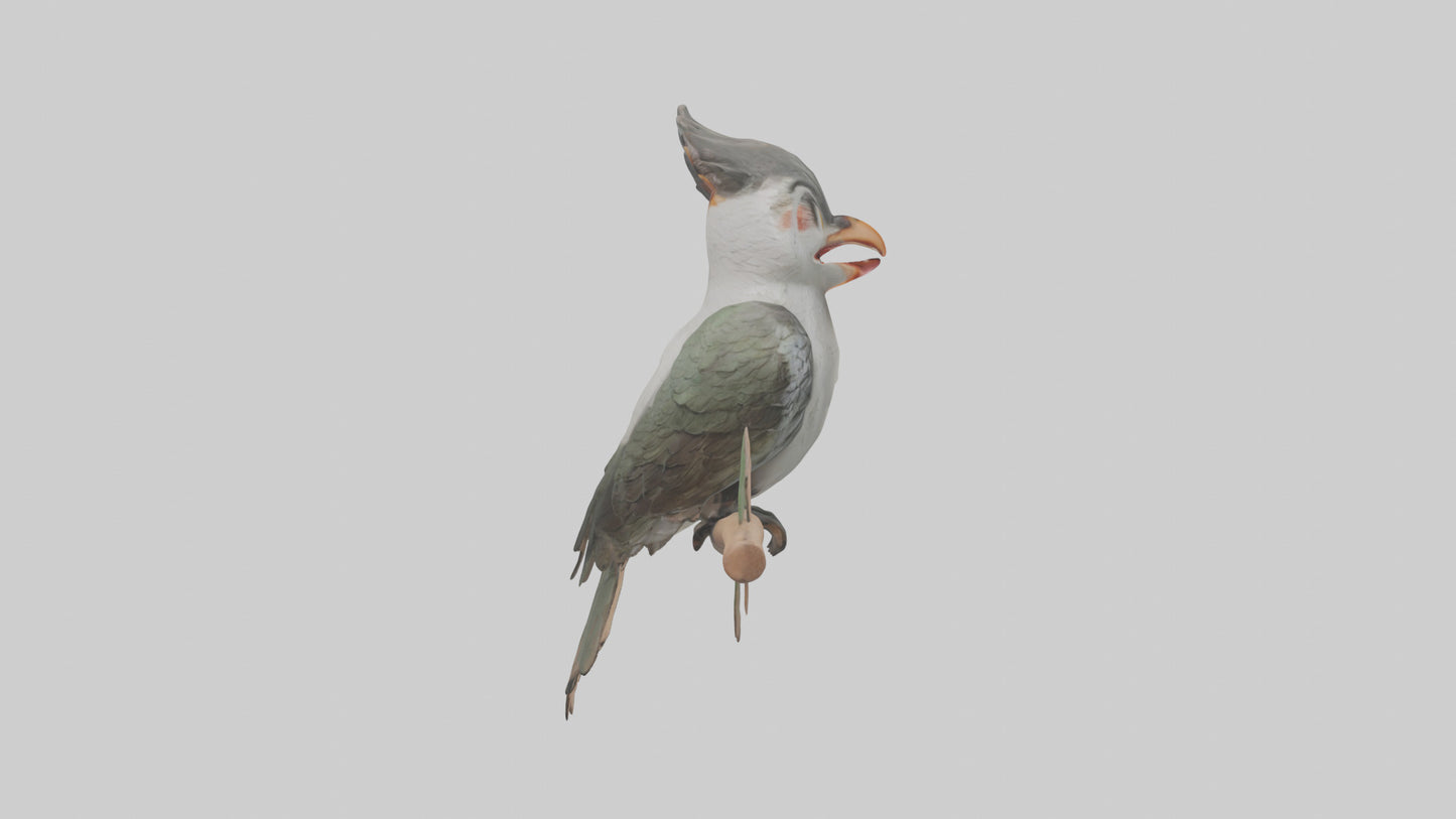 Cuckoo Bird singing model VR / AR / low-poly