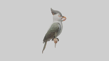 Cuckoo Bird singing model VR / AR / low-poly