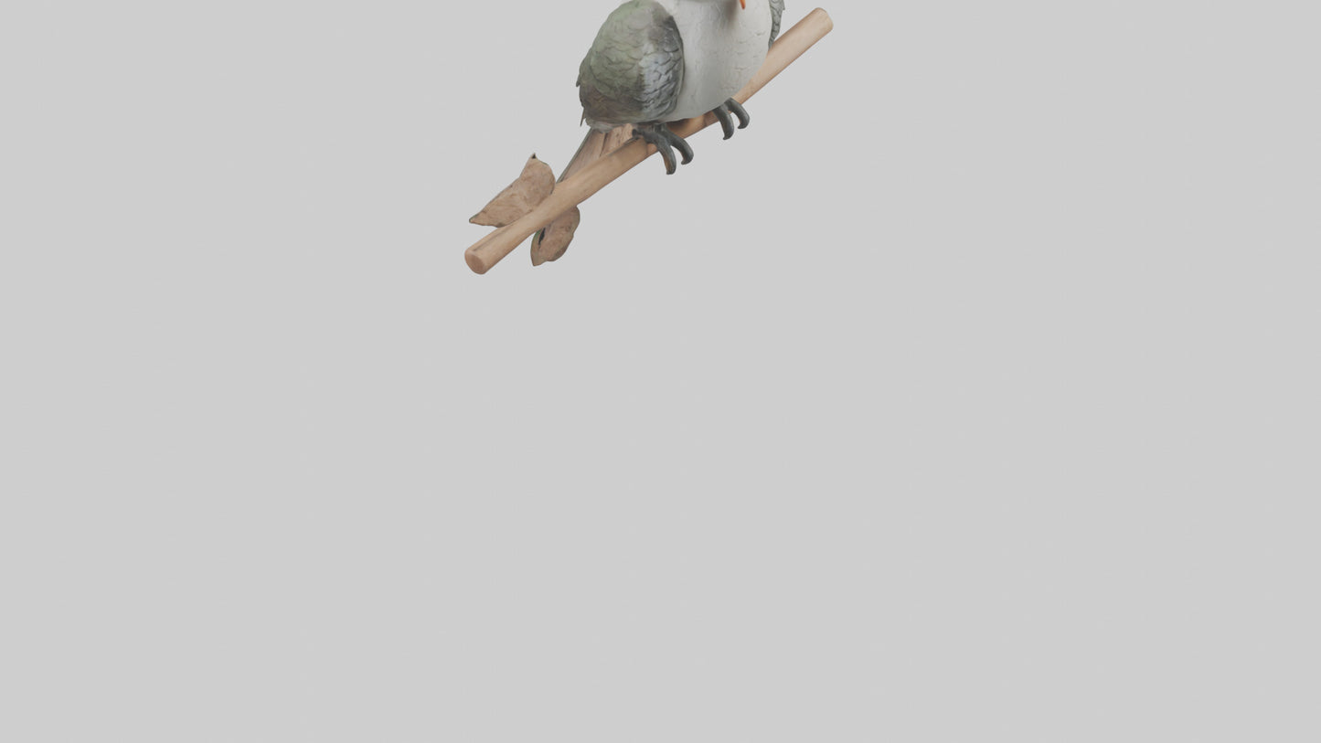 Cuckoo Bird singing model VR / AR / low-poly