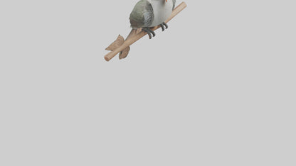 Cuckoo Bird singing model VR / AR / low-poly