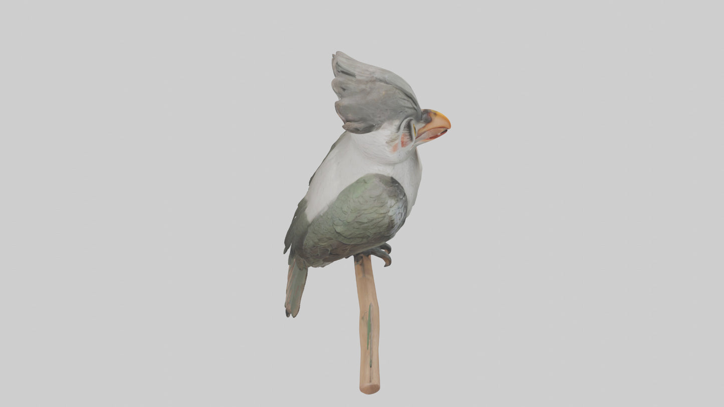 Cuckoo Bird singing model VR / AR / low-poly