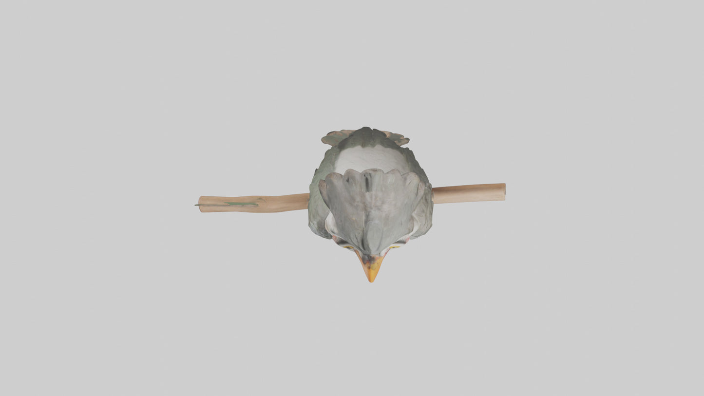 Cuckoo Bird singing model VR / AR / low-poly
