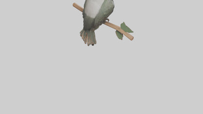 Cuckoo Bird singing model VR / AR / low-poly