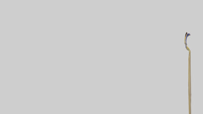 Cultural Achievement Medal model VR / AR / low-poly