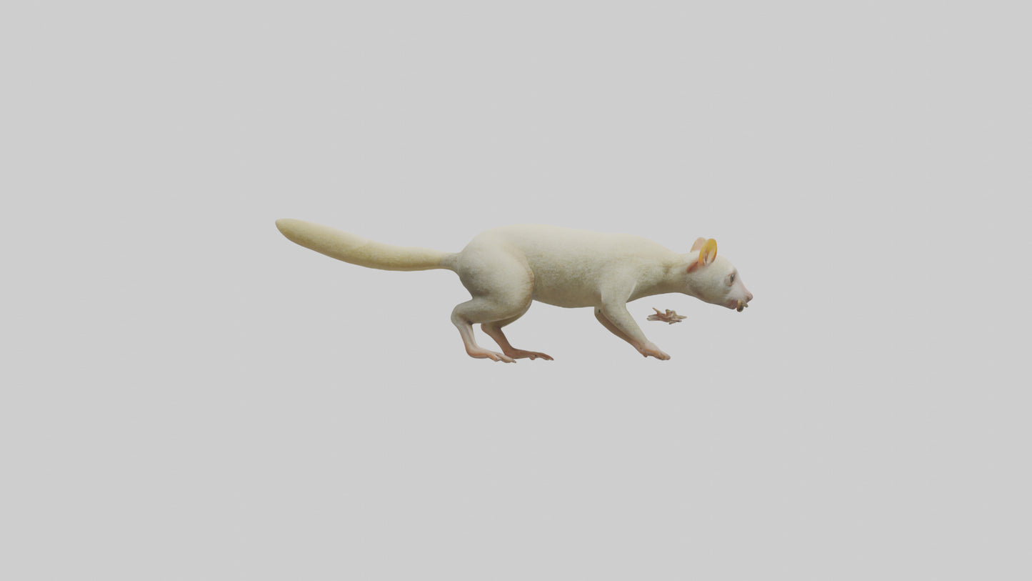 Cuscus climbing model VR / AR / low-poly