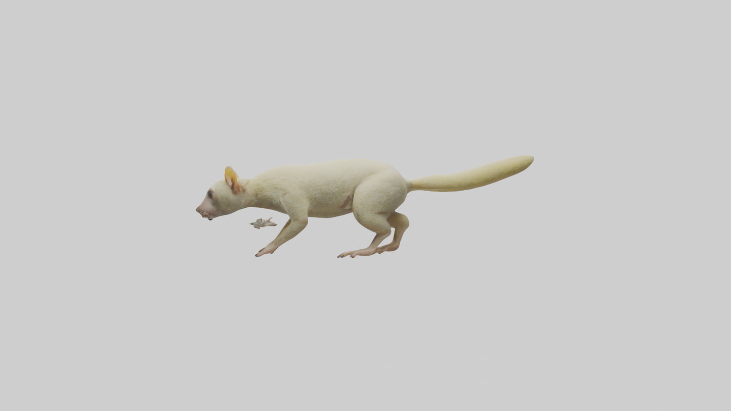 Cuscus climbing model VR / AR / low-poly