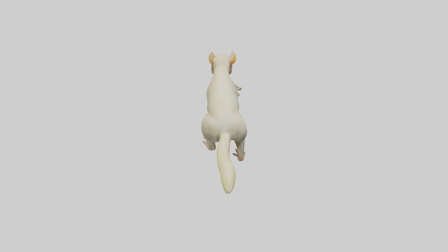 Cuscus climbing model VR / AR / low-poly