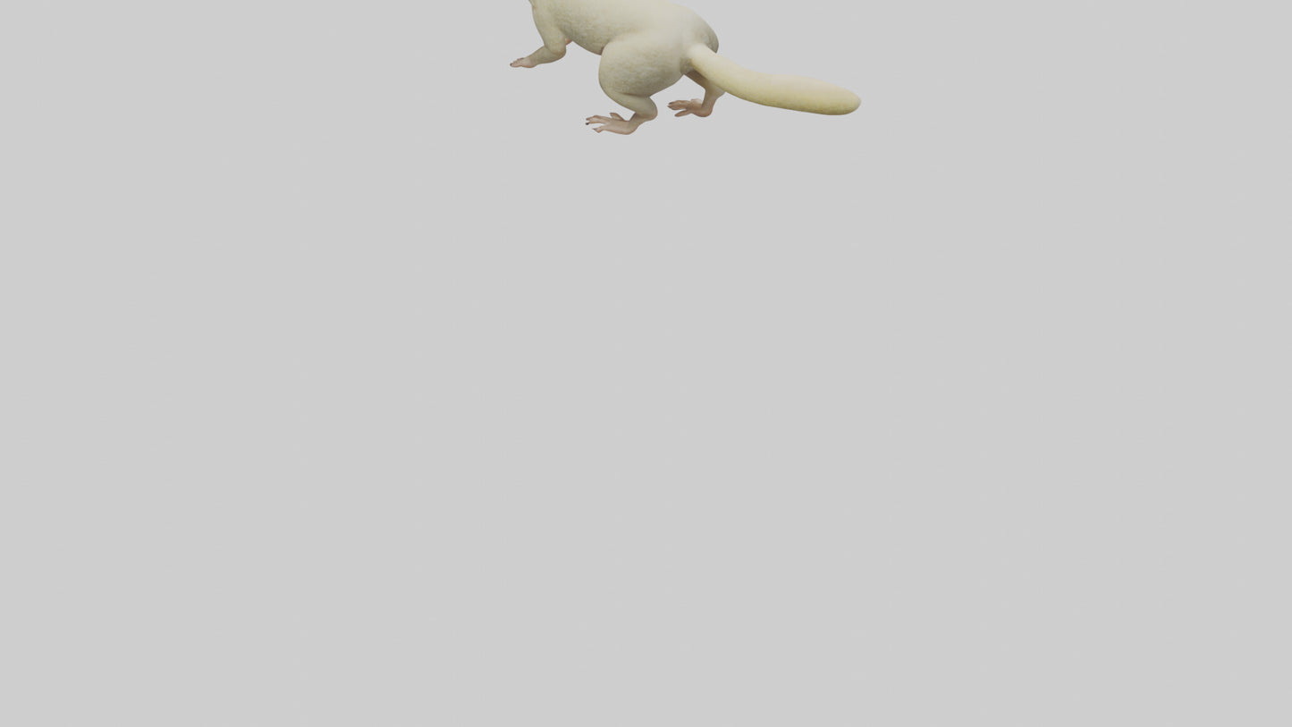 Cuscus climbing model VR / AR / low-poly