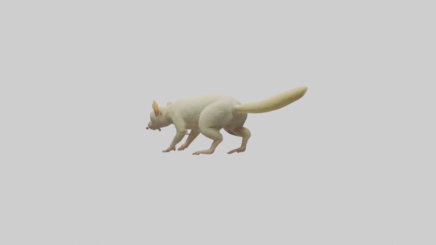 Cuscus climbing model VR / AR / low-poly