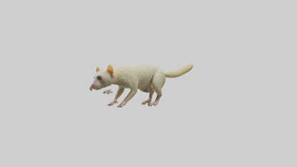 Cuscus climbing model VR / AR / low-poly