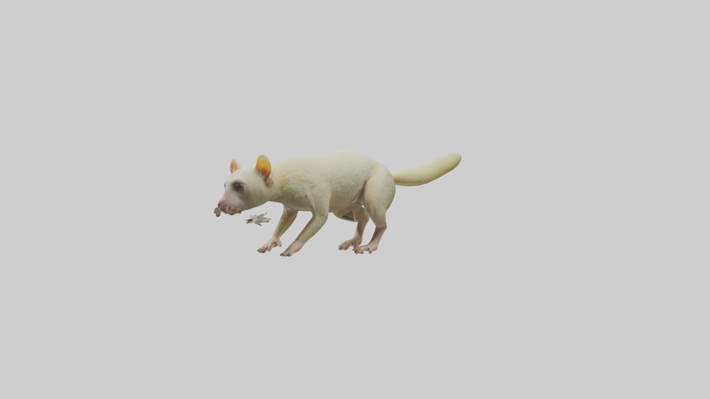 Cuscus climbing model VR / AR / low-poly