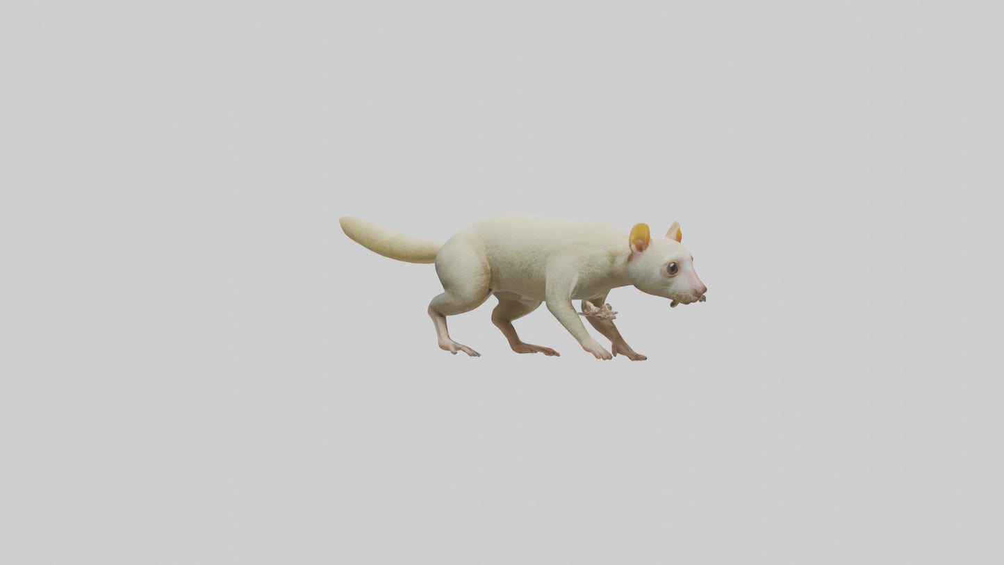 Cuscus climbing model VR / AR / low-poly