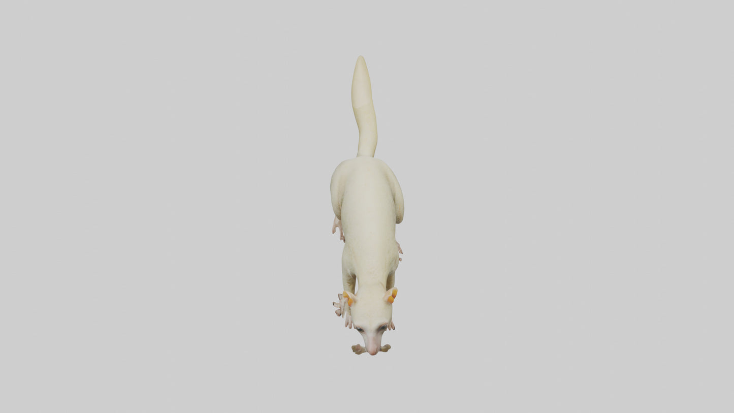 Cuscus climbing model VR / AR / low-poly