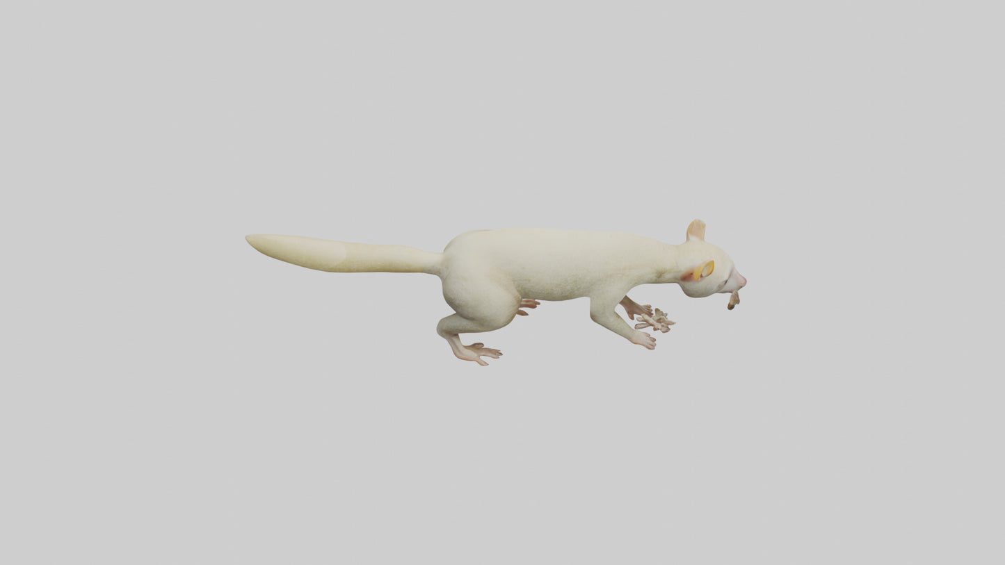 Cuscus climbing model VR / AR / low-poly