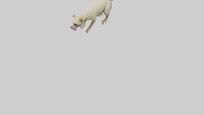 Cuscus climbing model VR / AR / low-poly