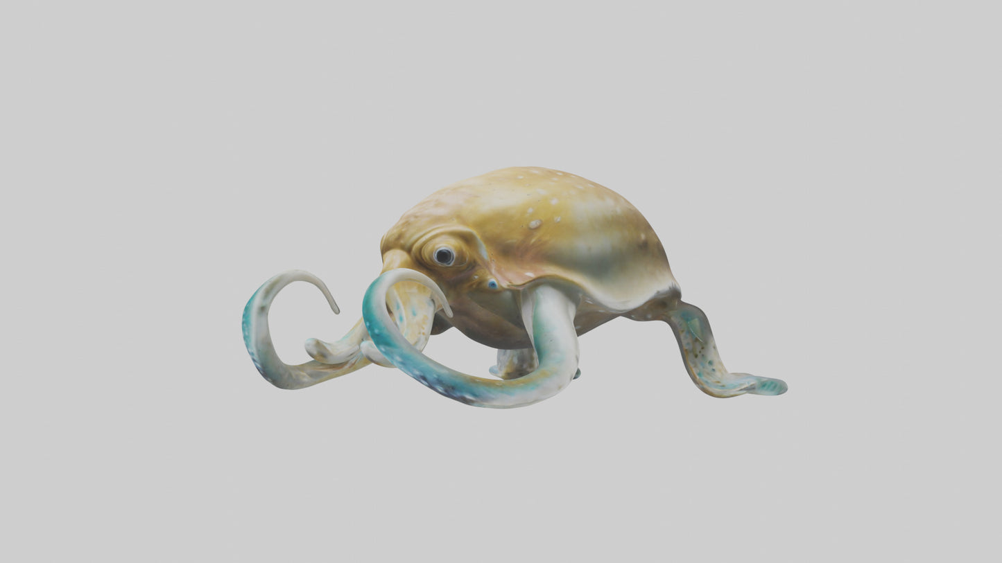 3D model Cuttlefish statue model VR / AR / low-poly