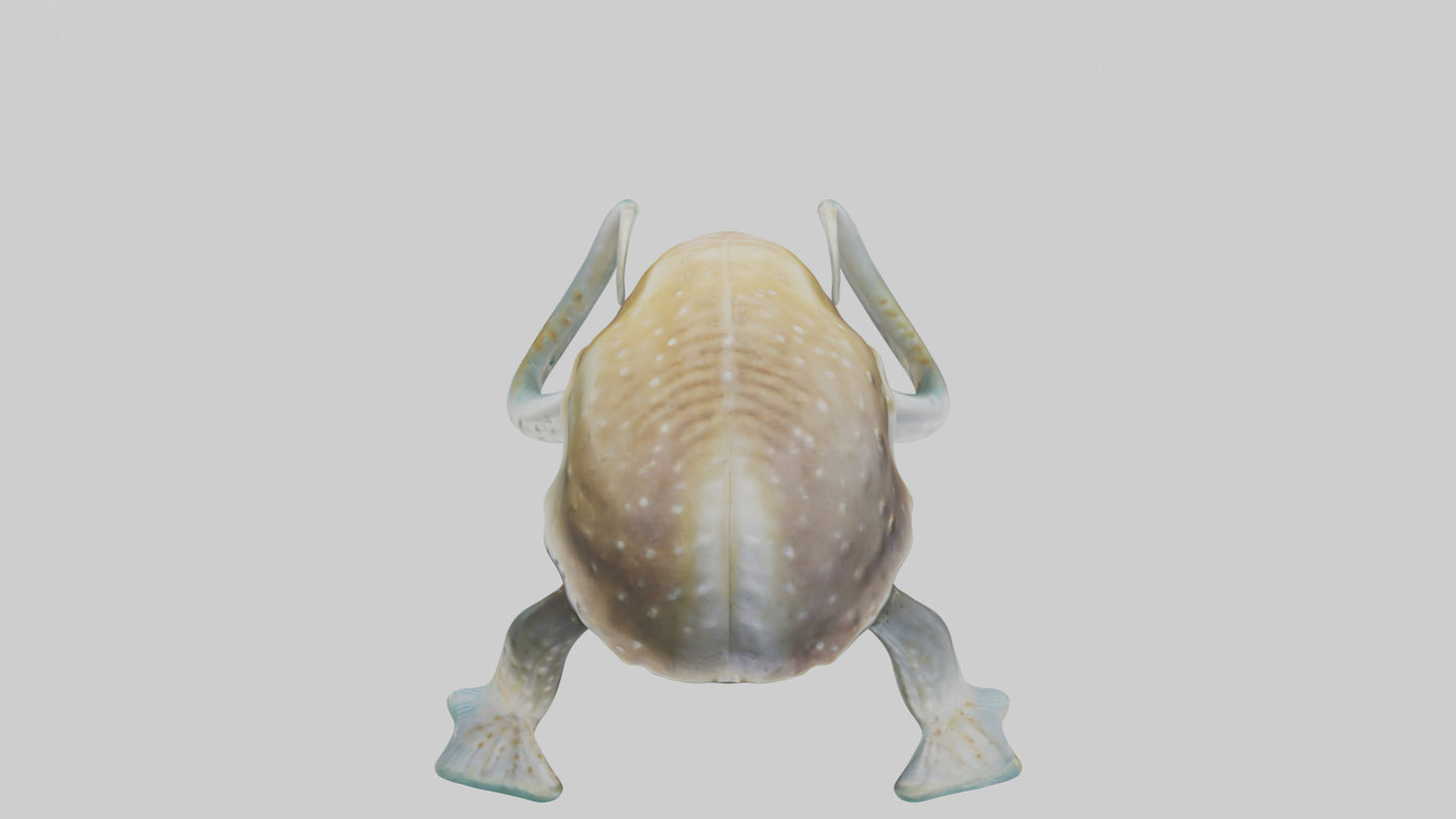 3D model Cuttlefish statue model VR / AR / low-poly
