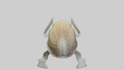 3D model Cuttlefish statue model VR / AR / low-poly