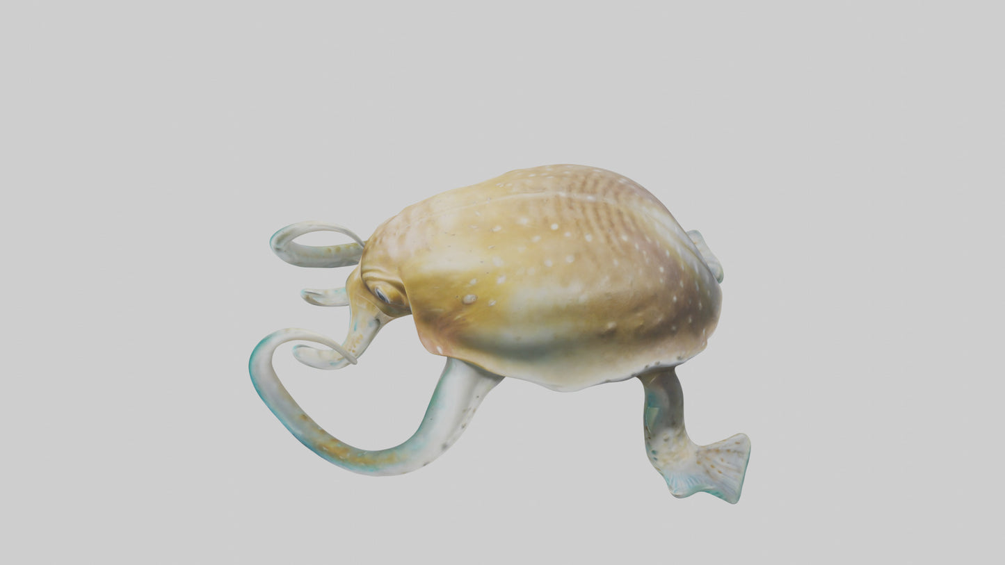3D model Cuttlefish statue model VR / AR / low-poly