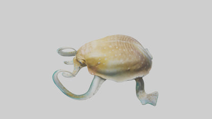 3D model Cuttlefish statue model VR / AR / low-poly