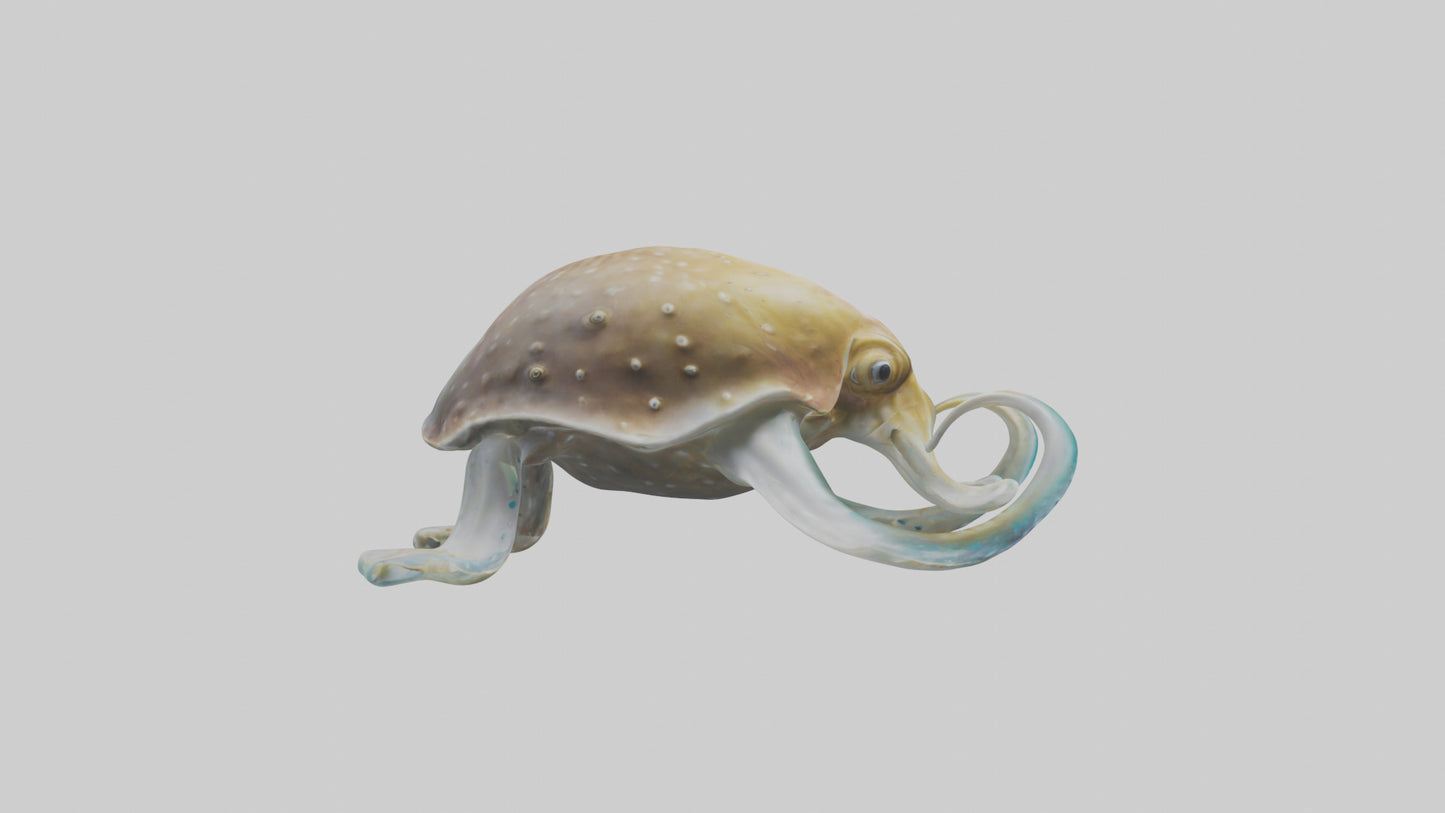 3D model Cuttlefish statue model VR / AR / low-poly