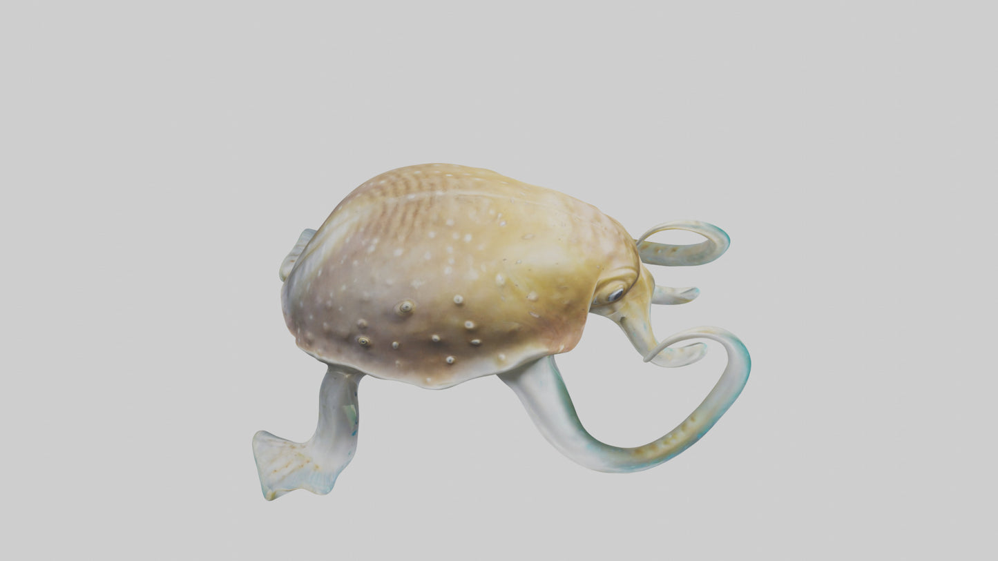 3D model Cuttlefish statue model VR / AR / low-poly