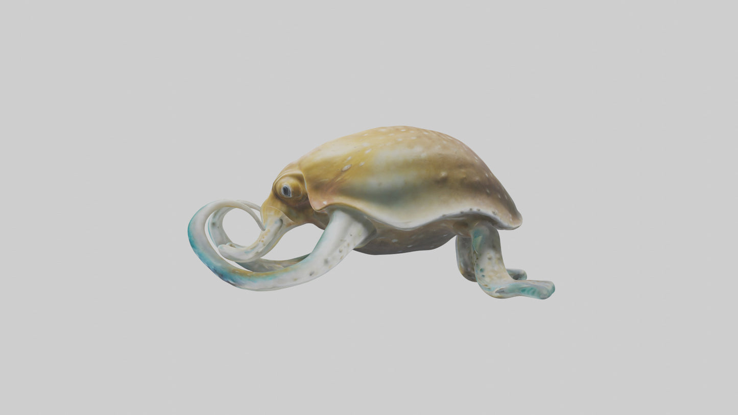 3D model Cuttlefish statue model VR / AR / low-poly