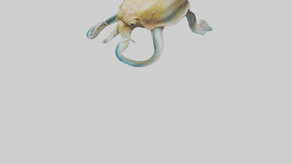 3D model Cuttlefish statue model VR / AR / low-poly