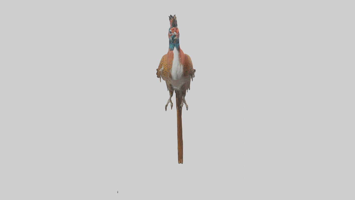Daimyos Pheasant perched model VR / AR / low-poly