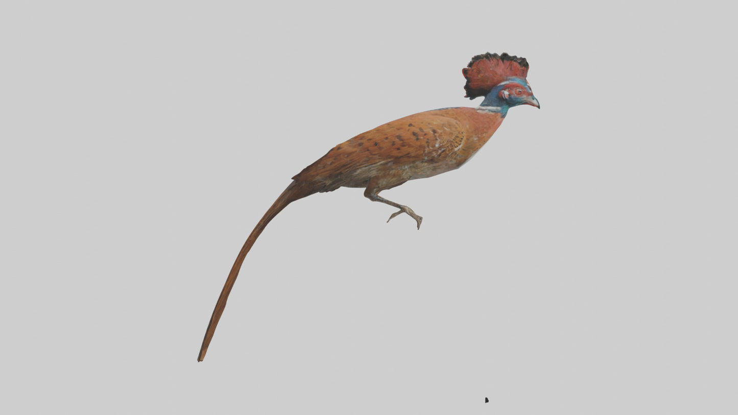 Daimyos Pheasant perched model VR / AR / low-poly
