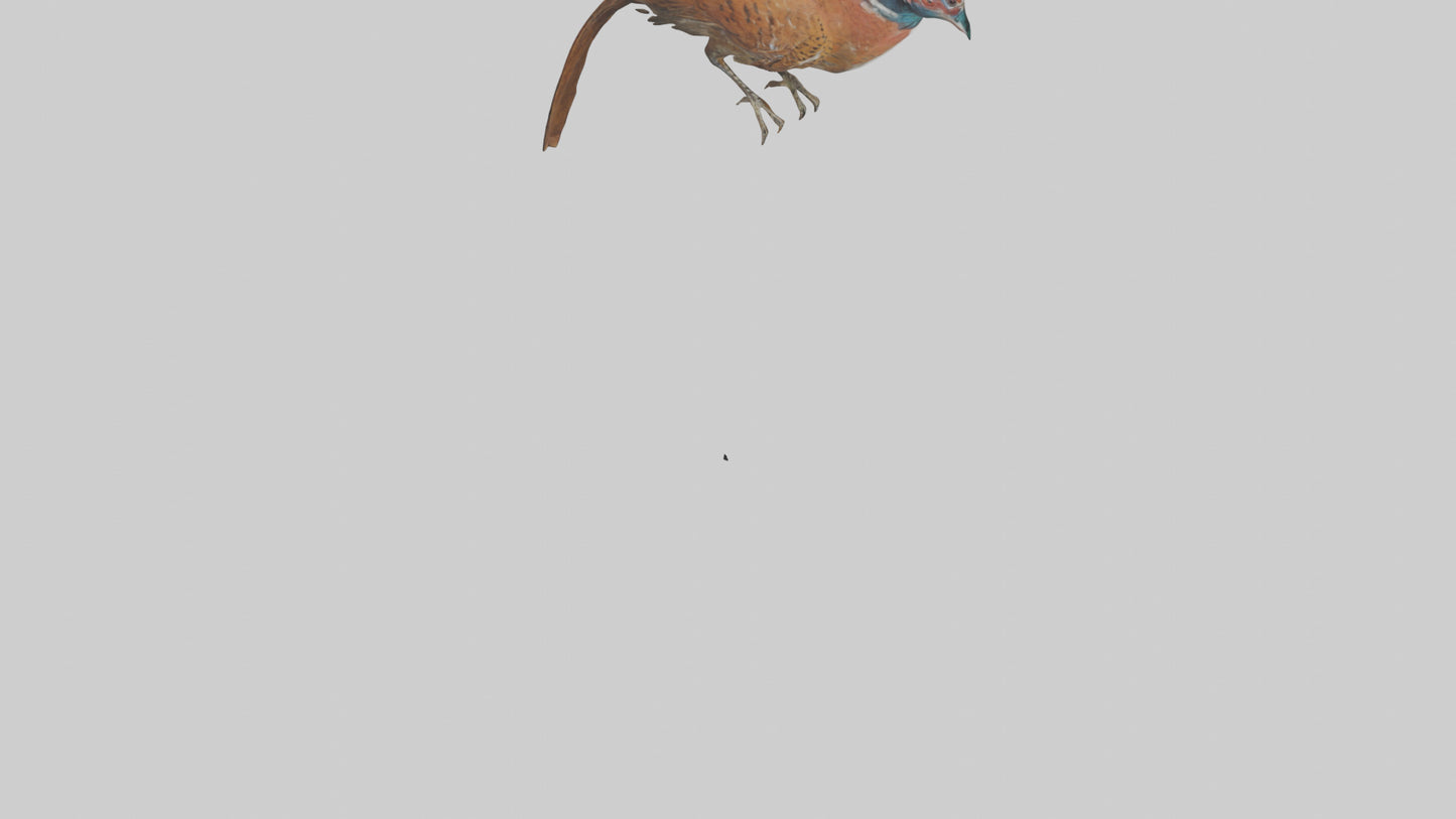 Daimyos Pheasant perched model VR / AR / low-poly
