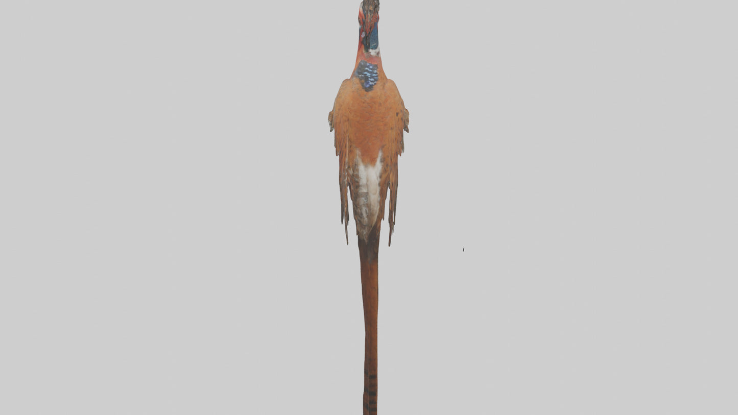 Daimyos Pheasant perched model VR / AR / low-poly