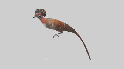 Daimyos Pheasant perched model VR / AR / low-poly