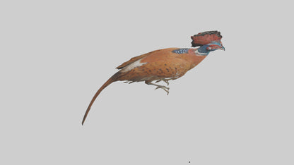 Daimyos Pheasant perched model VR / AR / low-poly