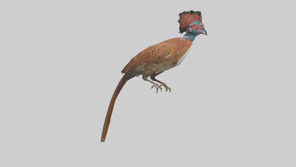 Daimyos Pheasant perched model VR / AR / low-poly