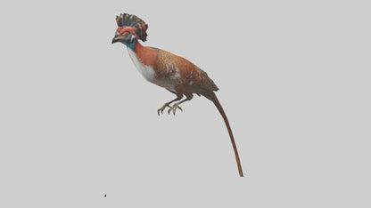 Daimyos Pheasant perched model VR / AR / low-poly
