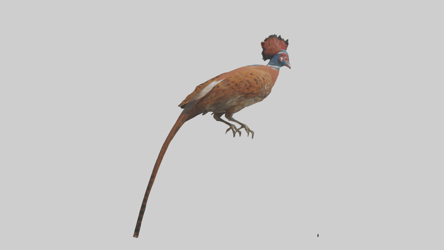 Daimyos Pheasant perched model VR / AR / low-poly