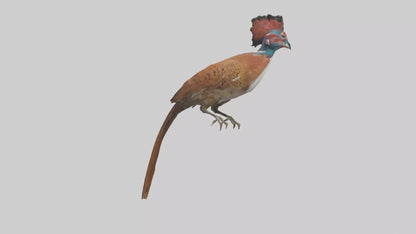 Daimyos Pheasant perched model VR / AR / low-poly