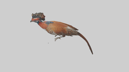 Daimyos Pheasant perched model VR / AR / low-poly