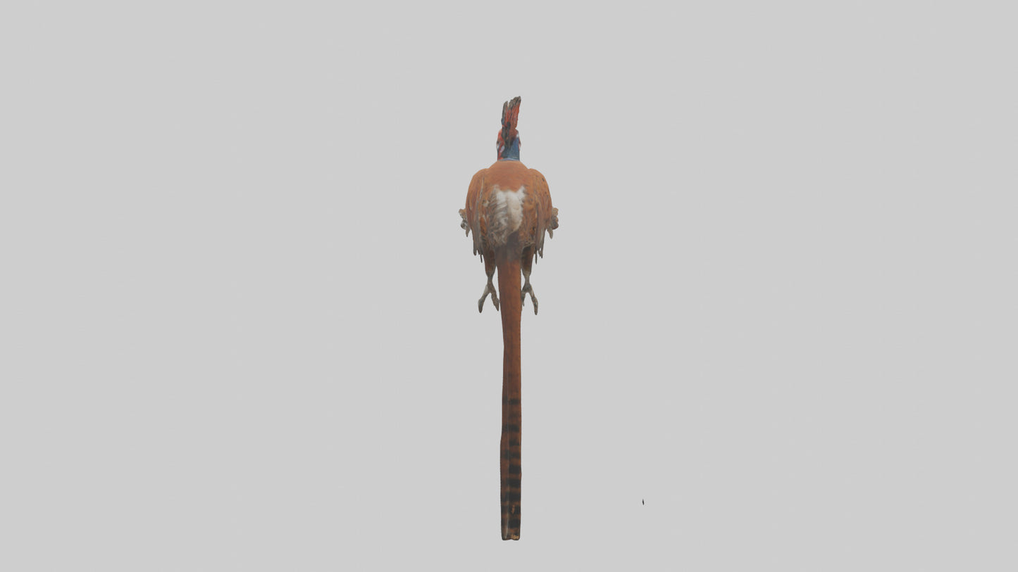 Daimyos Pheasant perched model VR / AR / low-poly