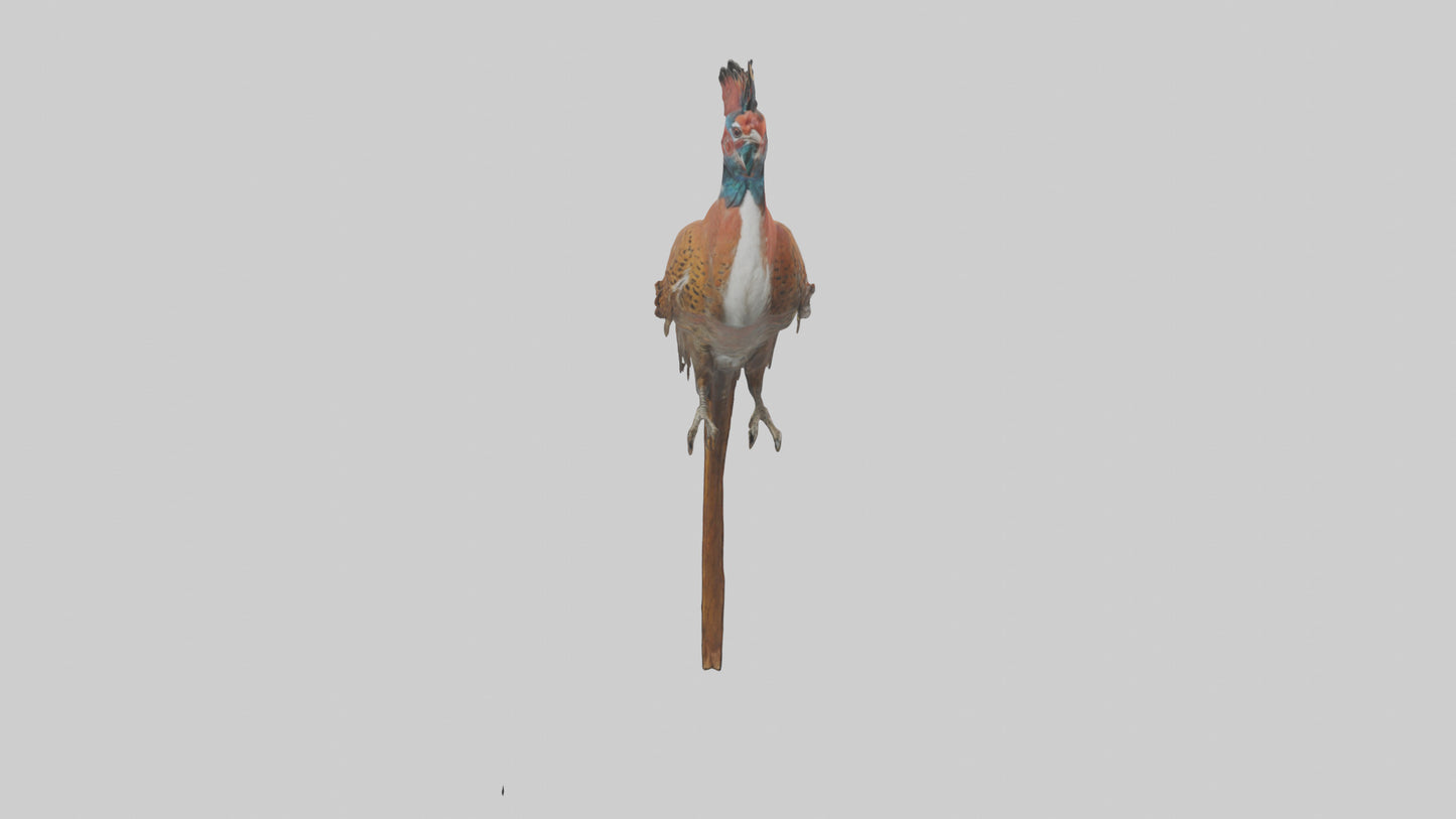 Daimyos Pheasant perched model VR / AR / low-poly