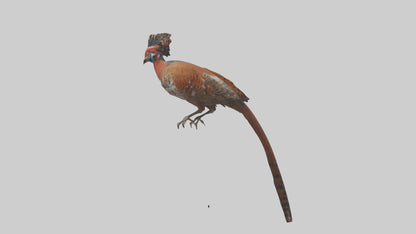 Daimyos Pheasant perched model VR / AR / low-poly